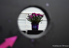 Nog een nieuwe Dianthus die Selecta One presenteerde was de Scully. Ze presenteerde het op een bijzonder wijze, je moest door dit kleine gaat kijken om hem te zien.